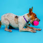 Hartz Dura Play Bacon Scented Squeak Ball Dog Toy for Small Breeds, 3 Pack