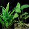 Java Fern and Anubias Aquarium Plant Bundle - Live Freshwater Plants for Aquascaping, Low Maintenance, Easy Beginner-Friendly Decor for Fish Tank