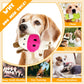 MRSOHRET 5 Pack Squeaky Dog Toys, Tough Stuffed Plush Puppy Tough Chew Toys, Durable Plush Animal Dog Toy for Large Small Medium Dogs to Keep Them Busy