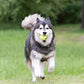KONG Air Dog SqueakAir Dog Toy Tennis Balls, Medium (6 Pack)