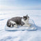 petfelix FrostPro Pet Cooling Mat, Stain & Scratch Resistant QMAX>0.5 for Extra Small Dogs & Small Cats Up to 10 lbs, Self Cooling Mat for Dogs, No