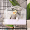 Colorday Bird Bath for Cage, Parrot Bath for Small to Medium Birds, Cockatiels, Parakeets, Budgie, Quaker, Conure, Lovebirds, Finches(6.7X6.7X7.74 inch)