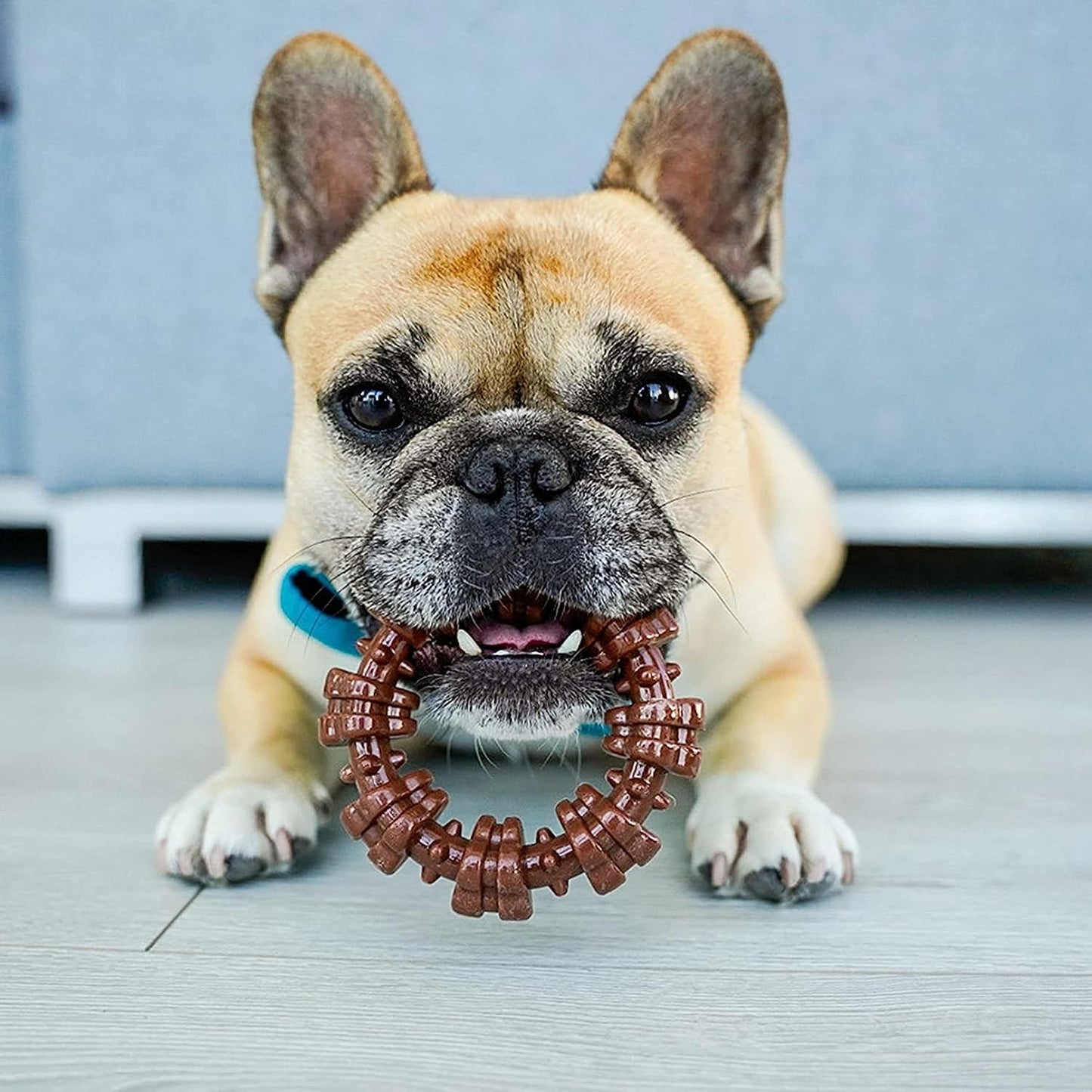 Nylabone Textured Ring Power Chew Toy for Small Dogs, Tough Dog Toys Durable Design for Aggressive Chewers, Best Dog Boredom Toys, Flavor Medley, Small - Up to 25 lbs (1 Count)