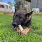 Nylabone Textured Knuckle Bone Power Chew Toy for Dogs, Durable & Tough Dog Toys for Aggressive Chewers, Original Flavor, X-Large - Over 50 Ibs, 1 Count