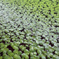 60+ Live Giant Duckweed Plants, Spirodela Polyrhiza, Floating Plants for Pond, Aquarium