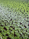 60+ Live Giant Duckweed Plants, Spirodela Polyrhiza, Floating Plants for Pond, Aquarium