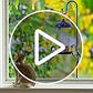 COCONUT 78" Heavy Duty Shepherds Hooks for Outdoor, Bird Feeder Pole with 5 Prong Base, Adjustable Height Shepherds Hook for Hummingbird Feeder, Bird Feeder, Plant, Wind Chimes, Lanterns (1 Pack)