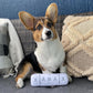 Nestpark Chill Pup Funny Dog Toy - Parody Plush Squeaky Crinkle Dog Toy